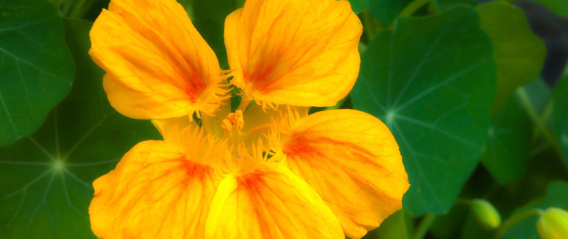   Blüte der Kapuzinerkresse (HDR)