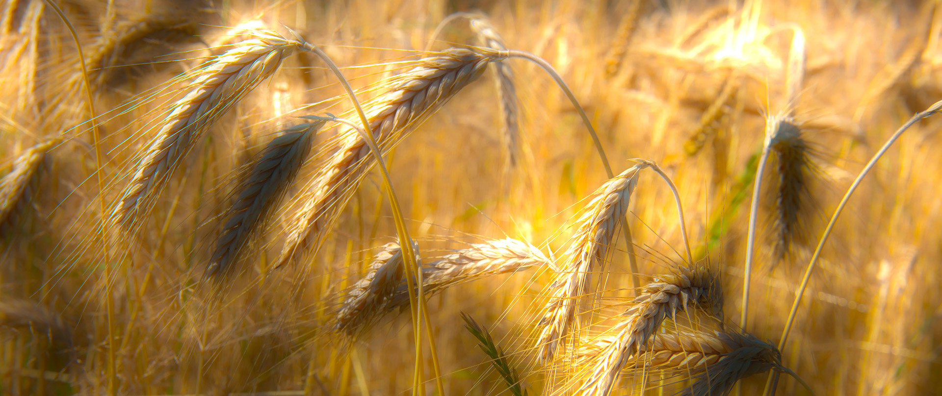 Kornfeld im Gegenlicht