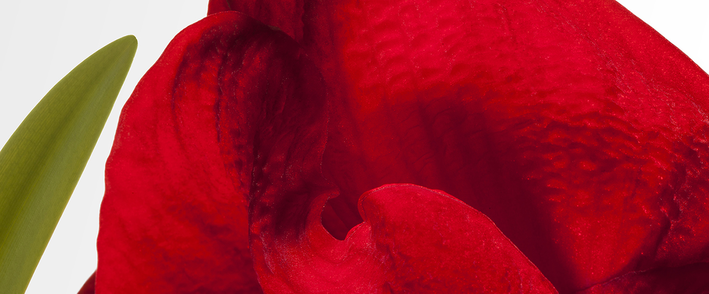 Detailaufnahme Amarillis rot