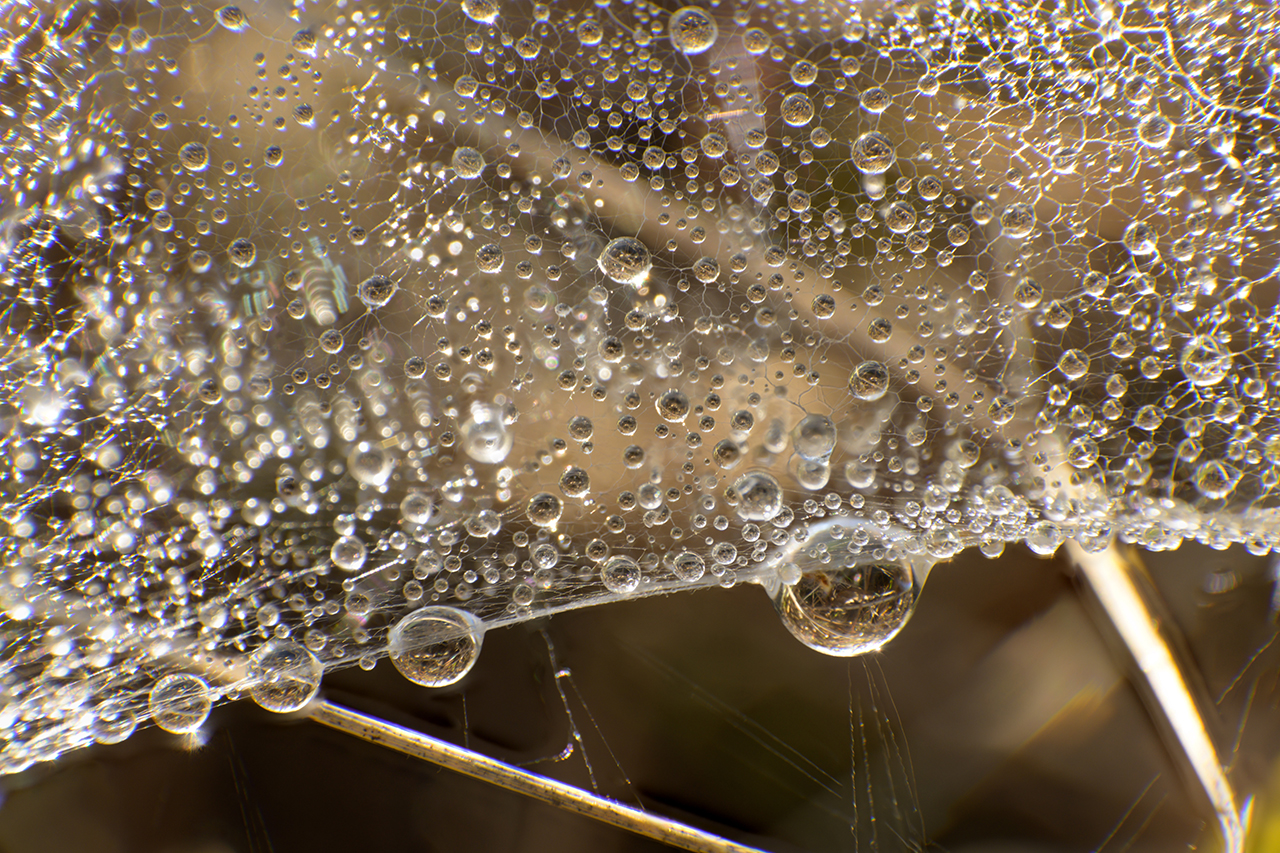Foto Detail Tautropfen